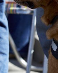 For Shame! Phony service-dog vests are an insult 