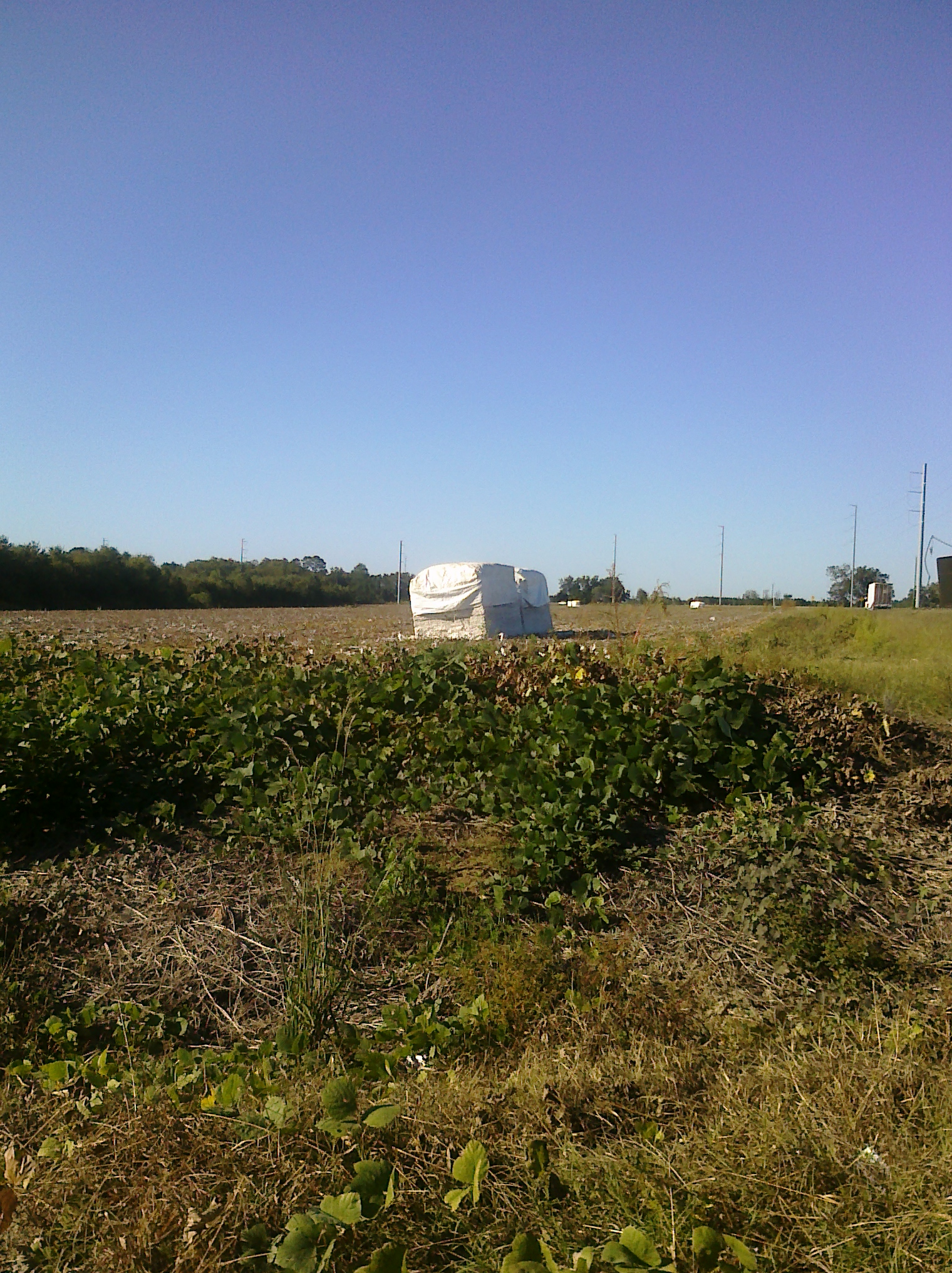 cotton-ocilla tour