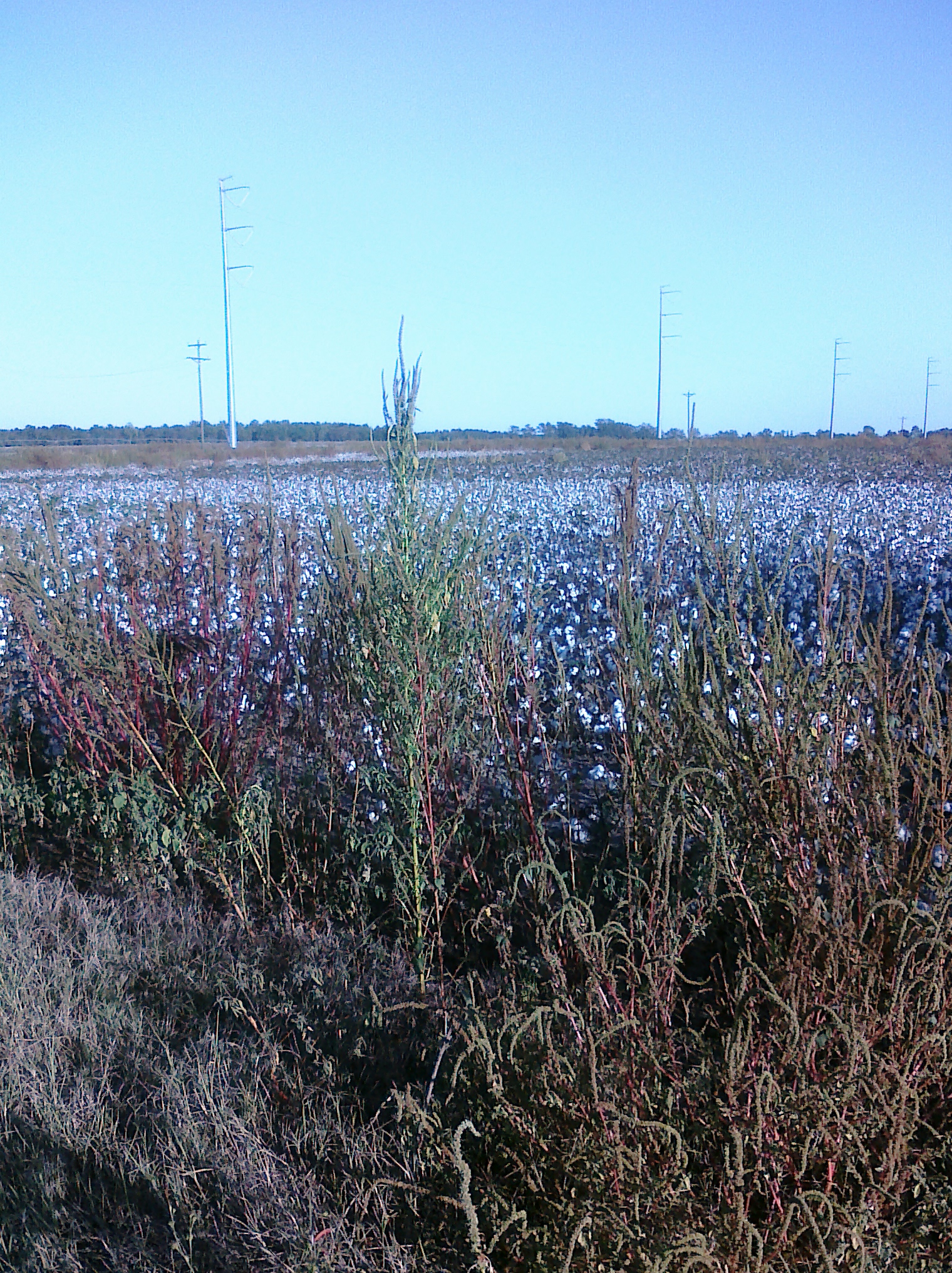 cotton 2-ocilla tour