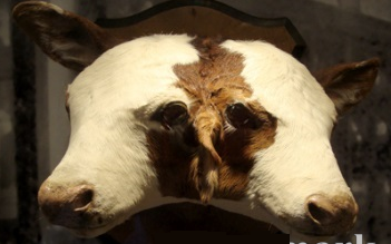 two headed cow